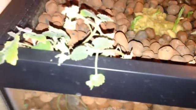 Aquaponics system(day 15) смотреть онлайн