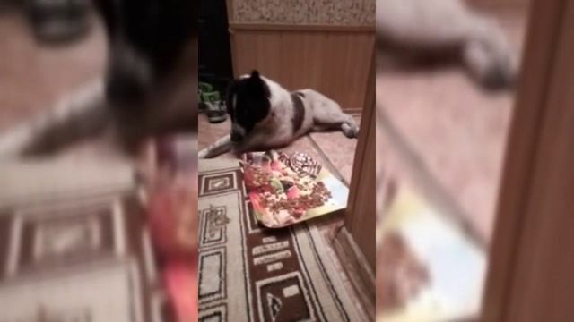 Тигрик, Белочка и хромушка Тоша смотреть онлайн