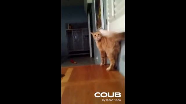 Funny cats #10 - Смешные коты, приколы с котами (Coub, TikTok) смотреть онлайн