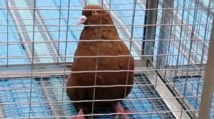 Мелитопольские голуби. Ярмарка.