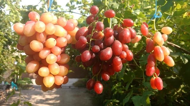 Виноград Дынька, Велюр и Басанти смотреть онлайн