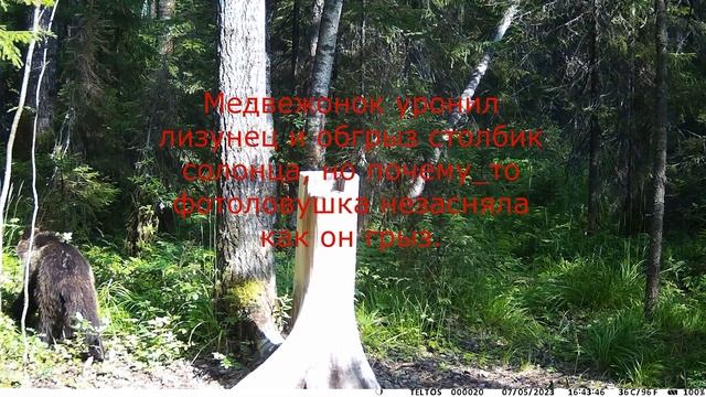 СОЛОНЕЦ ДЛЯ ЛОСЯ, июль 2023 год. смотреть онлайн