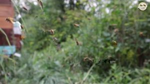 РАССКАЗЫВАЕМ ДЕТЯМ О ПЧЕЛАХ