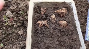 Ранункулюсы. Проращивание клубней.