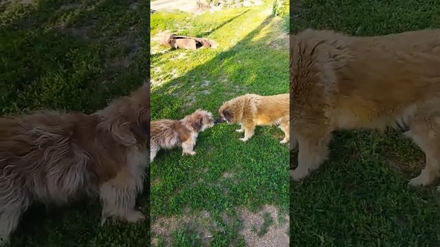 друг пришел в гости. ссылка на телеграмм в описании. смотреть онлайн