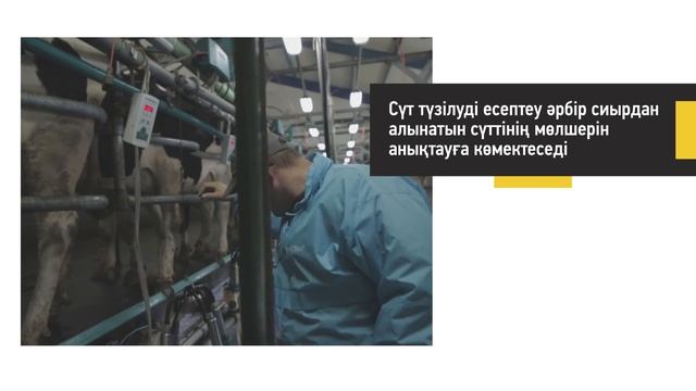 Сүт тауарлары фермасында сауын ұйымдастыру смотреть онлайн