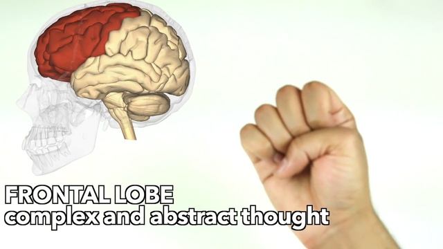 How to learn major parts of the brain quickly смотреть онлайн