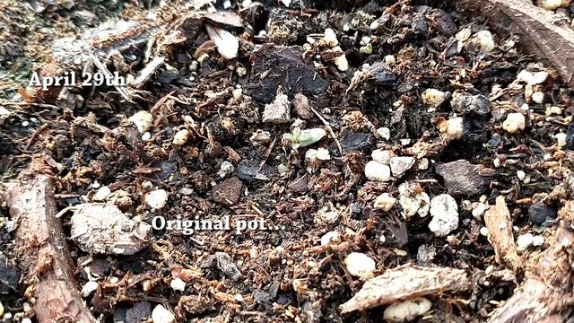 Kochia Scoparia Trichophylla - Burning Bush Plant смотреть онлайн