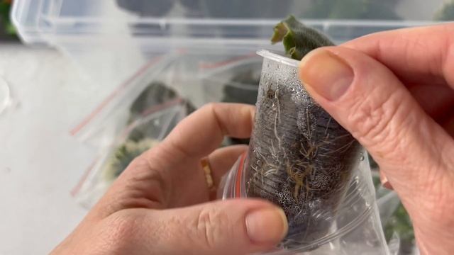 Фиалки. Укорененные листья. Проветриваем или нет смотреть онлайн