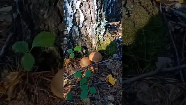 грибы подберёзовики смотреть онлайн