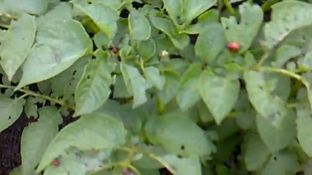 калорадский жук(картофель) смотреть онлайн