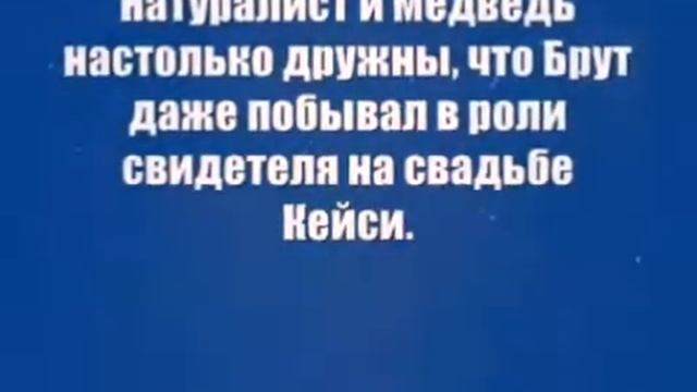 Невероятная дружба человека и медведя! смотреть онлайн