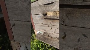 Осы атакуют улей и воруют 🍯 мёд!!!