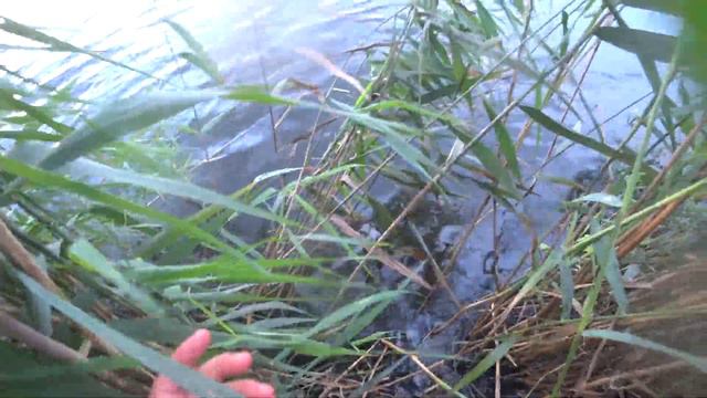 У раков шансов нет!!! Ловля раков 2021 #4 смотреть онлайн