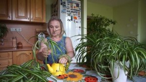 Размножение хлорофитума. Способы размножения хлорофитума хохлатого пестролистного.