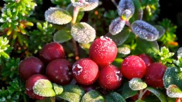 КЛЮКВА ПОЛЬЗА И ВРЕД клюква чем она полезна, клюквенный морс польза для почек смотреть онлайн