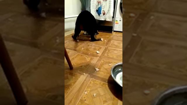 Я РЖАЛА ПОЛЧАСА\ РОТВЕЙЛЕР ПОКУШАЛ. Смешное видео про собаку. смотреть онлайн