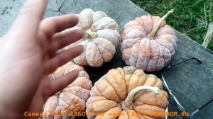 Тыква моей МЕЧТЫ-  Японская КАЦУМА НАНКИН кабоча из округа ОСАКА! Самая вкусная мини тыква!