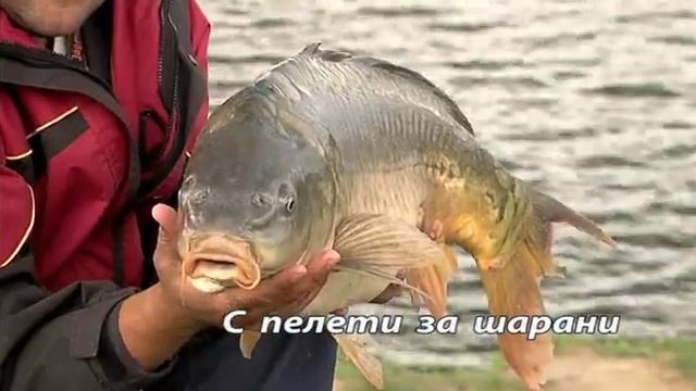 С гранулами за карпами.avi смотреть онлайн