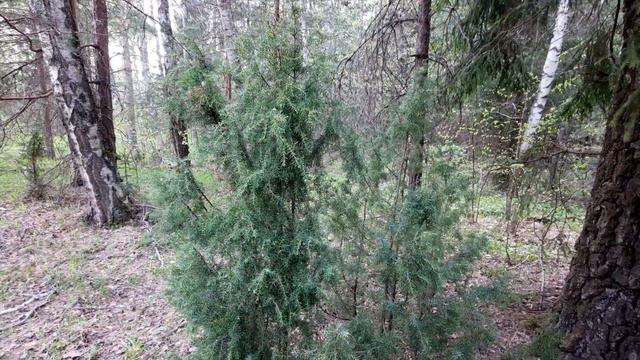 Прогулка по весеннему лесу/Лес в мае/Примула весенняя/Чина весенняя/Звездчатка ланцетовидная смотреть онлайн