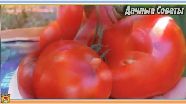 Самые лучшие раннеспелые сорта томатов Описания и характеристики ранних помидоро смотреть онлайн