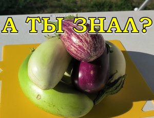 Сеем БАКЛАЖАНЫ ПРАВИЛЬНО: когда, где, сорта + формировка в грунте?