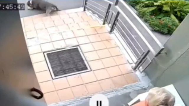 В Москва вчера бабушка осталась без терьера смотреть онлайн