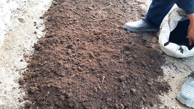 Павловния как посадить черенки/ Qalamchalar qanday ekiladi .. смотреть онлайн
