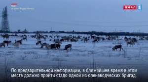 На Ямале вырос риск появления оленей на проезжей части дорог