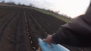 Посадка картофеля и как избавиться от колорадского жука, уже при посадке