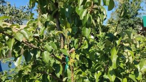 Груша Кафедральная 20.08.23.