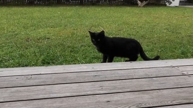 Работа автофокуса Panasonic HC-V800 смотреть онлайн