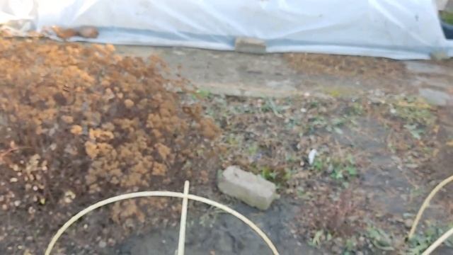 КАК ЗИМУЮТ МОИ РОЗЫ В СИБИРИОСЕННИЕ РАБОТЫВСЕ УСПЕВАЕМ