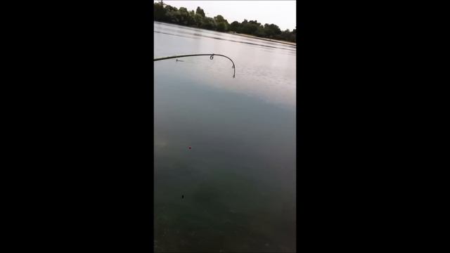 Ловля большого карпа на удочку (25 Килограмм) - BIG CARP FISHING (25 KG) смотреть онлайн