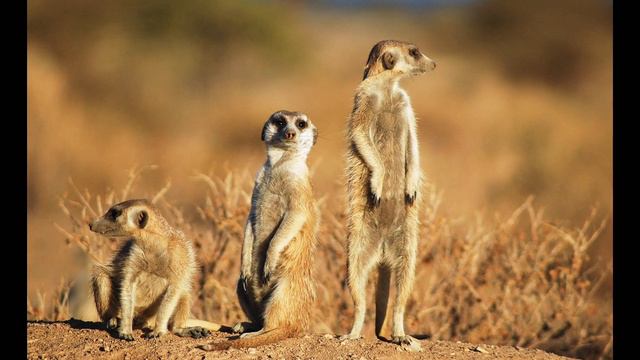 Жабайы жануарлар 2 бөлім. Wild Animals Part 2. Дикий животные часть 2.