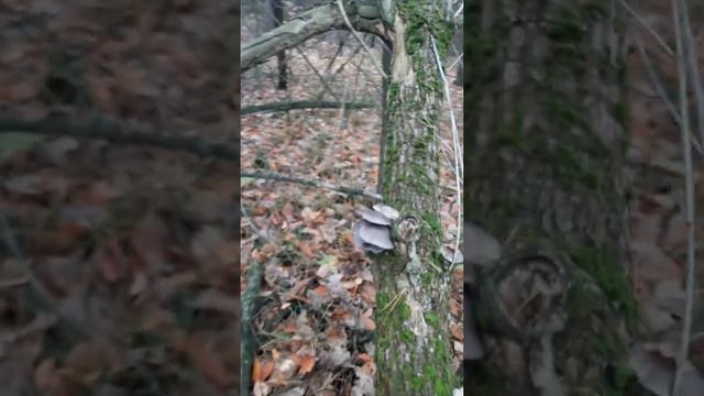 Ведро грибов за 5 минут смотреть онлайн