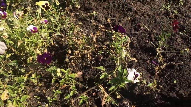 ГЛАВНАЯ ОШИБКА при посадке виолы (анютины глазки)! смотреть онлайн