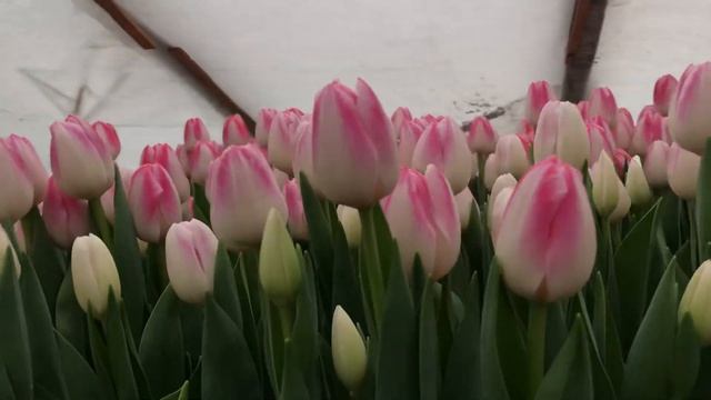 Выгонка тюльпанов. Сорт Donatello (Донателло) смотреть онлайн