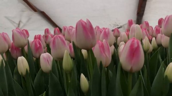 Выгонка тюльпанов. Сорт Donatello (Донателло)