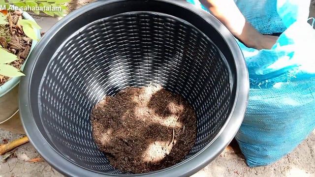 ANTHURIUM SUPER JUMBO смотреть онлайн