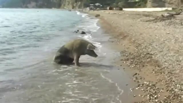Топ-10 Самых умных животных нашей планеты смотреть онлайн