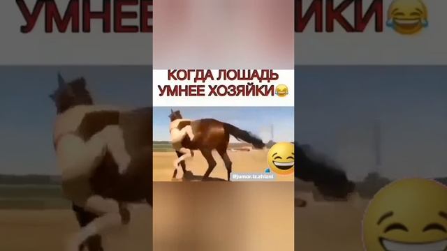 КОГДА ЛОШАДЬ УМНЕЕ ХОЗЯЙКИ
