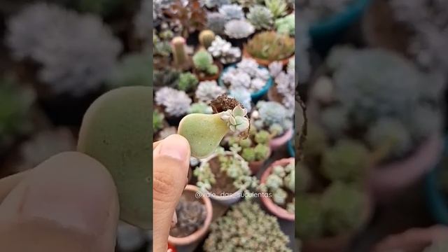 mudas de suculentas, propagação,berçário #suculentas #dicas #plantas #inspiracao #decor смотреть онлайн