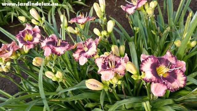 Цветение сортового лилейника SPACE WARP в саду www.jardindelux.ru смотреть онлайн