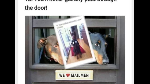 20 Reasons To Never Adopt A Doberman Pinscher :) смотреть онлайн