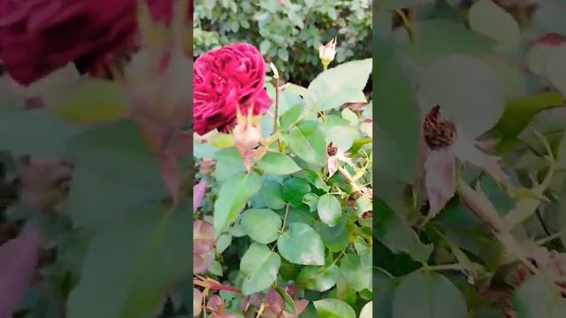 Роза Тесс Tess Девид Остин david austin Tess of The d'Urbervilles розы в саду смотреть онлайн