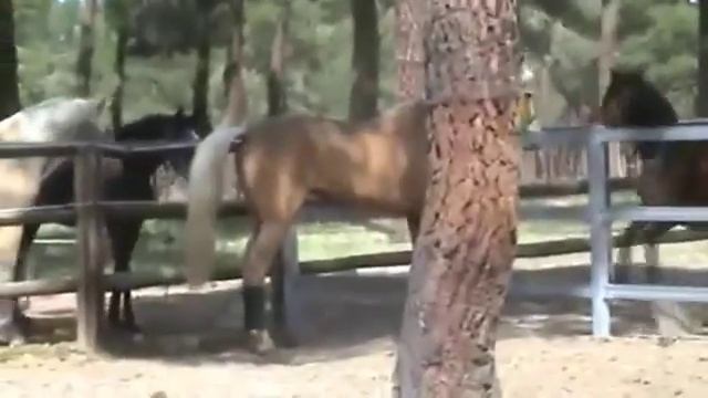 Эксклюзив! Андалуз соловой масти смотреть онлайн