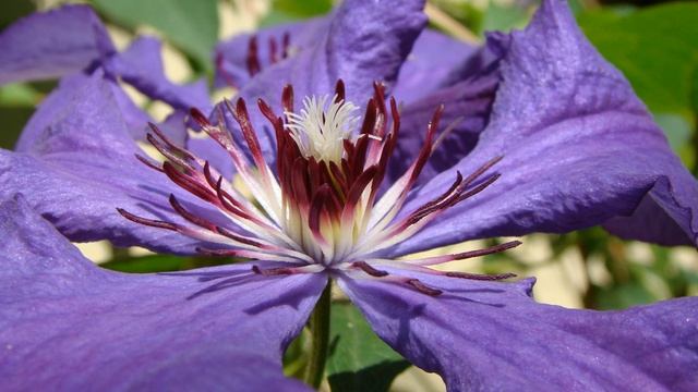 Клематисы. Элегия смотреть онлайн