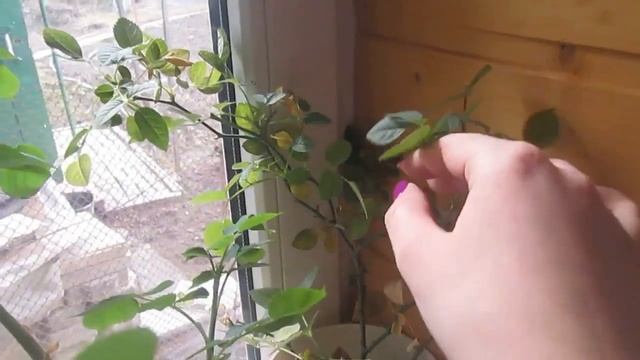 VLOG: выходной, уборка,розы, окраска ресниц хной, кошки. смотреть онлайн