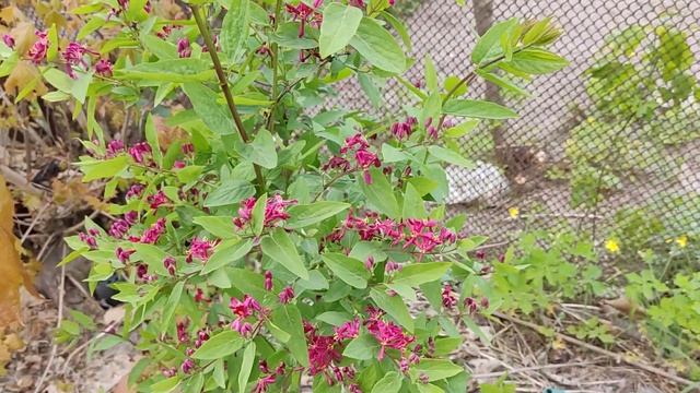 Жимолость татарська Ред Арнольд. смотреть онлайн